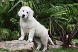 GOLDEN RETRIEVER 199